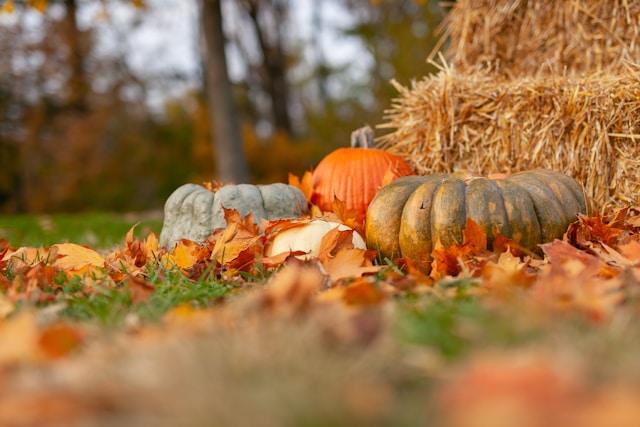 Pumpkins with Hay and leaves